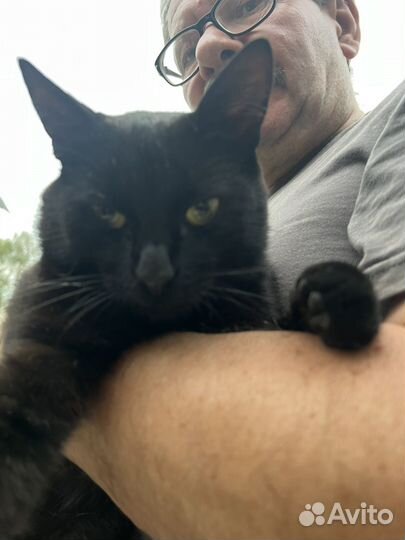 Черный кот