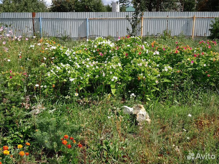 Ночная красавица