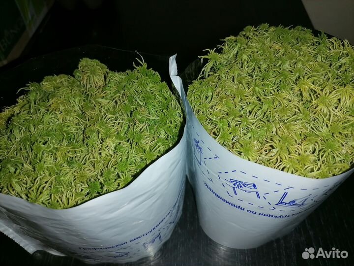 Мох сфагнум свежий