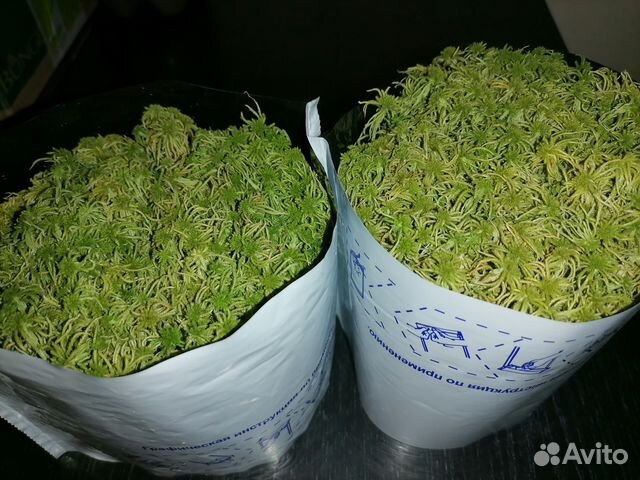 Мох сфагнум свежий