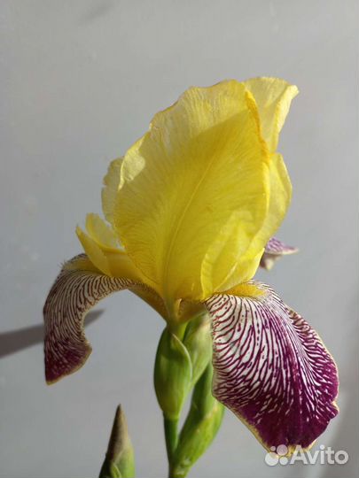 Ирис или обмен на многолетние цветы