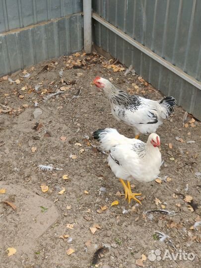 Продаю молодых петухов
