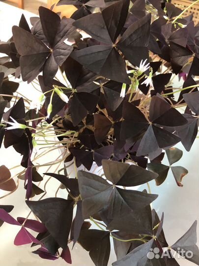 Кислица оксалис