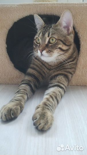 Кот для вязки