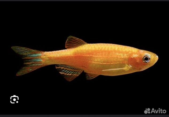 Данио рыбки