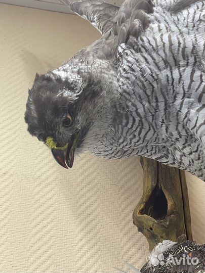 Чучело птицы