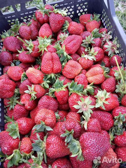 Клубника саженцы