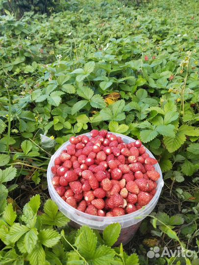 Земляника садовая
