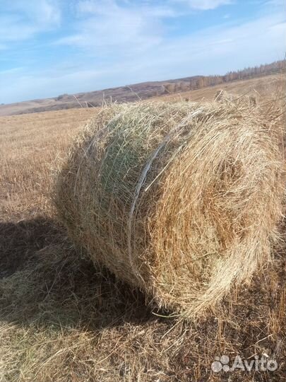 Солома в рулонах донник