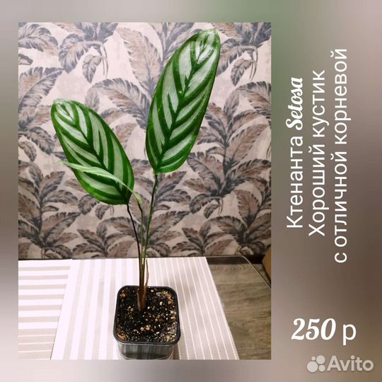 Ктенанта Сетоза Setosa, маранта, калатея комнатные