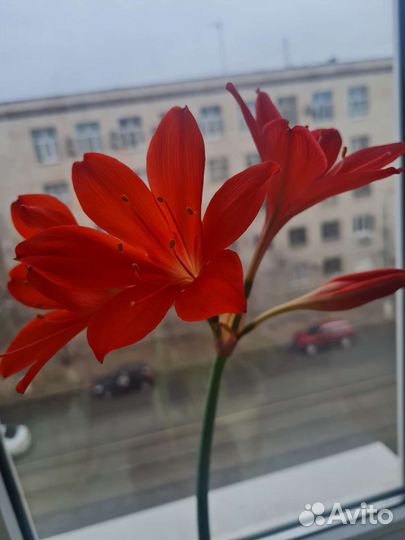 Лилии комнатные луковицы