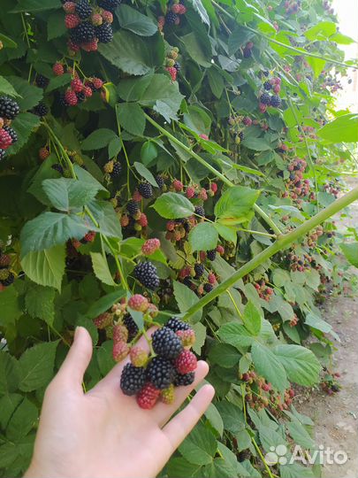 Ежевика Трипл Краун саженцы