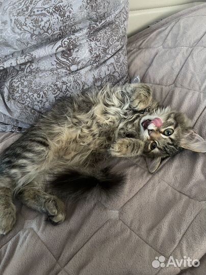 Кошечка в добрые руки