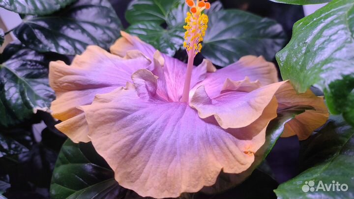 Прививка сортового гибискуса