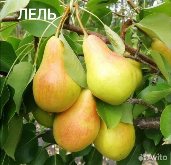 Саженцы груши