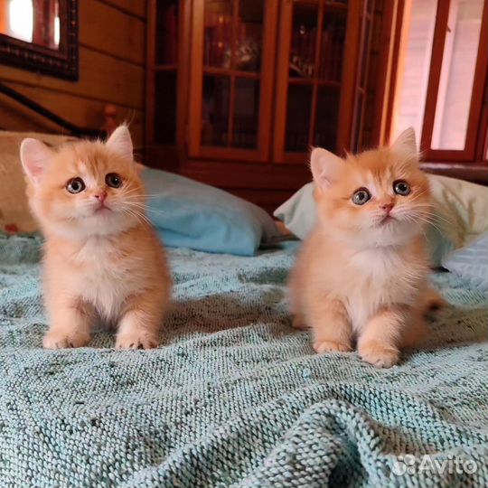 Котята шотландцы