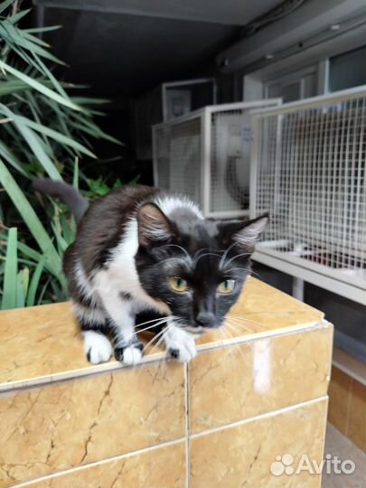 Кошечка 3 месяца
