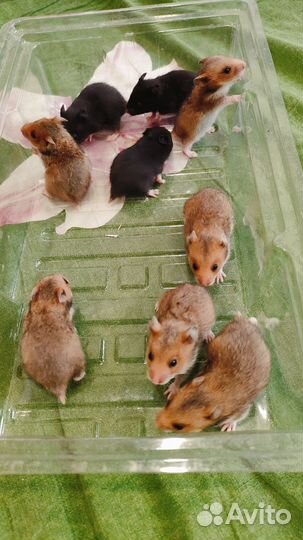 Сирийские хомячки малыши