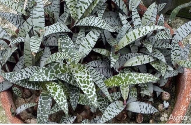 Комнатные растения