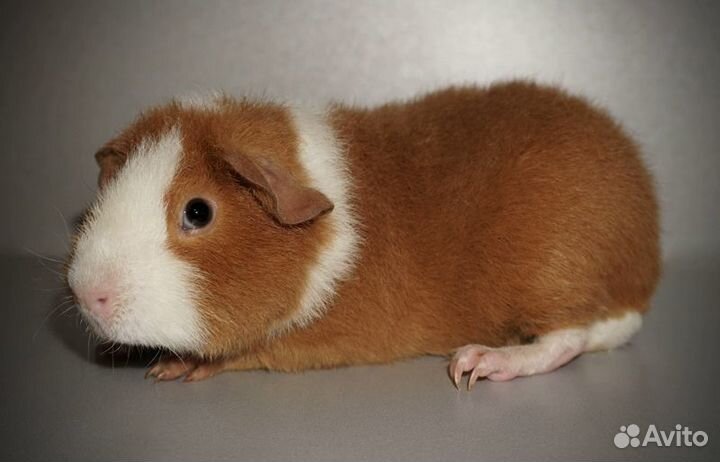 Морская свинка ам.тедди