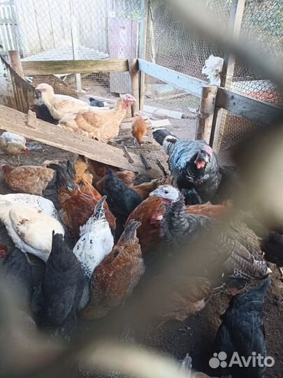 Куры, индюки