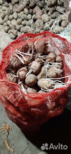 Картофель семенной на посадку