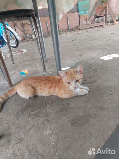 Котики бесплатно в добрые руки