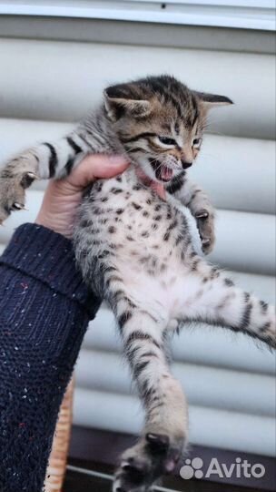 Очень красивые котята