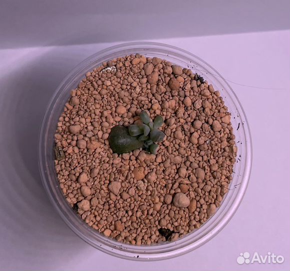 Echeveria Cubic Frost