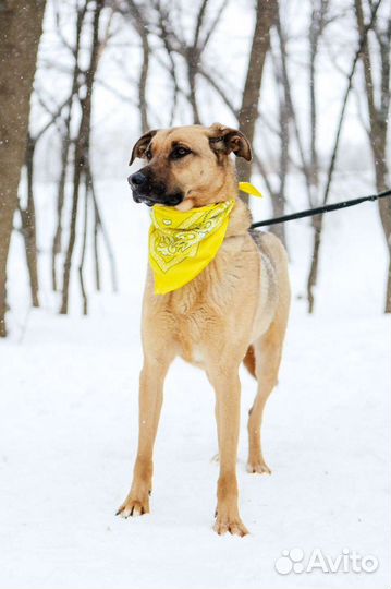 Собака из приюта надеется на чудо