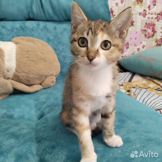 Кошка в дар бесплатно