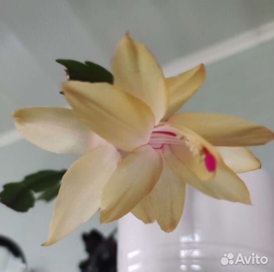 Декабрист шлюмбергера желтый