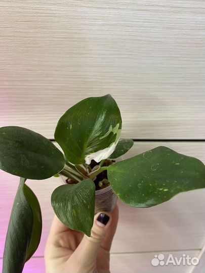 Филодендроны разные