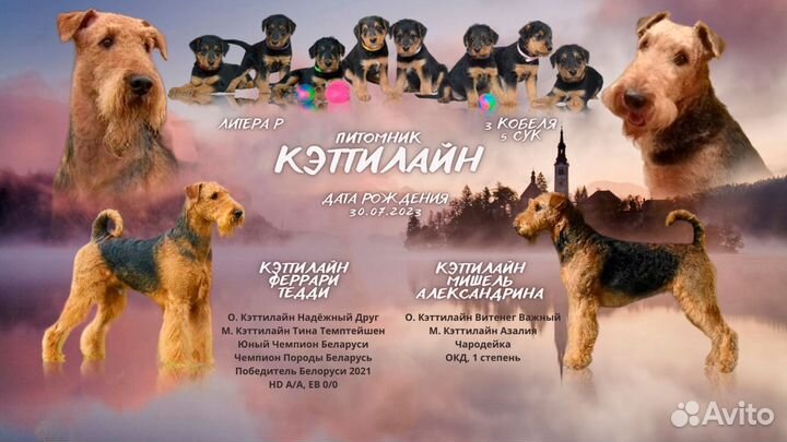 Щенки эрдельтерьера