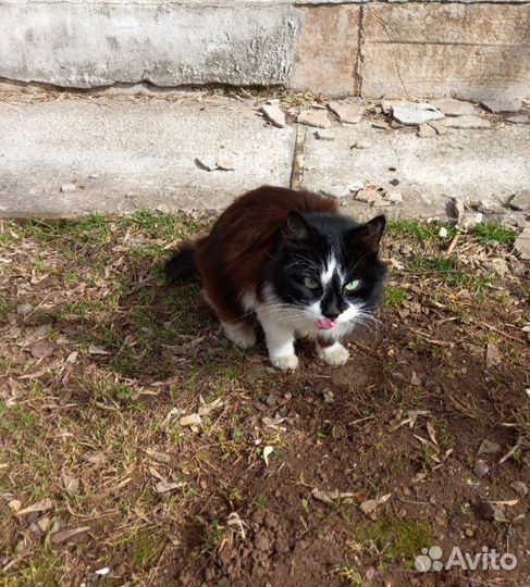 Котик Васька