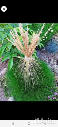 Овсяница,райграс, очитки и др. Многолетники