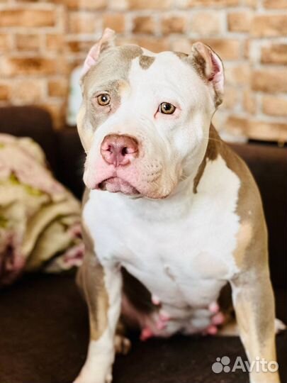 Срочно булли стандарт ищет дом