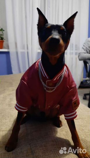 Вязка цвергпинчер