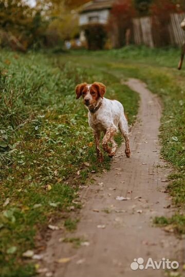 Бретонский эпаньоль