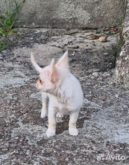 Мальчик крем дл/ш