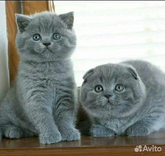 Медвежий тип, с родословной