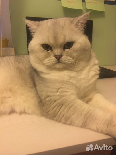 Вязка кот британец