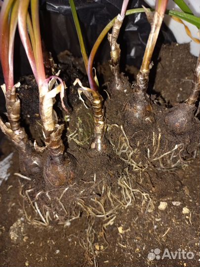 Зефирантес