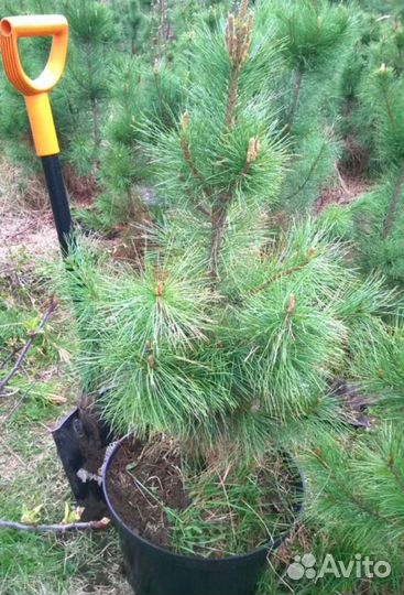 Саженцы кедра