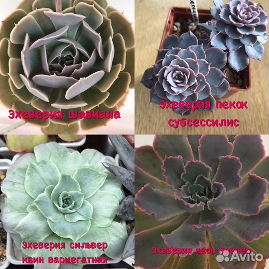 Суккуленты эхеверии