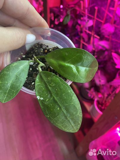 Хойи укорененные и на срез