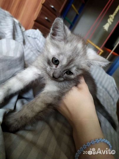 Котята