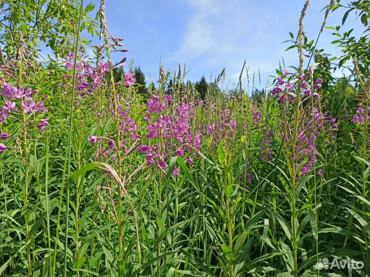 Иван-чай ферментированный крупнолистовой