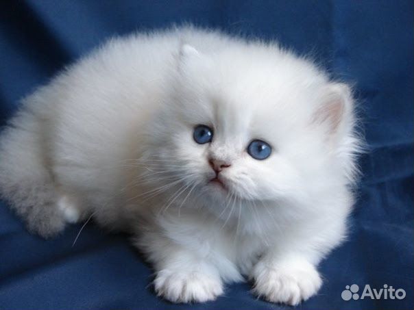 Британские котята белые