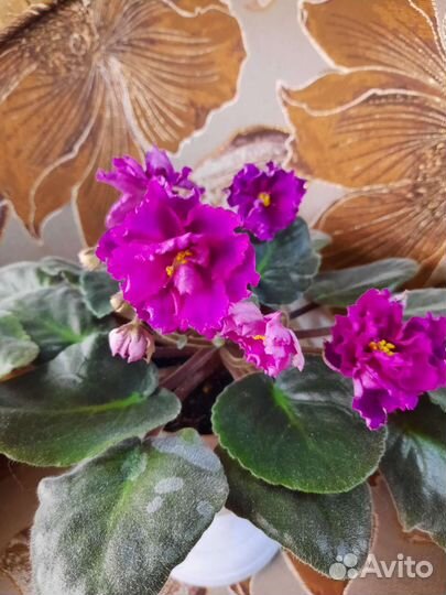 Сортовые фиалки